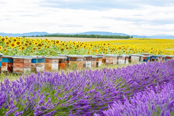 Bee hives na poli levandule, poblíž valensole, provence. — Stock fotografie