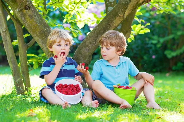 Two little sibling boys eating raspberries in home's garden. — Stock Photo, Image