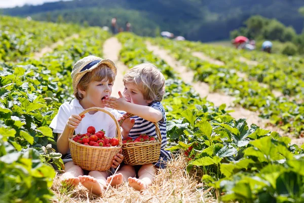 Deux petits frères et sœurs sur une ferme de fraises en été — Photo