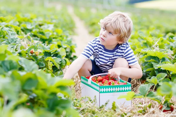 Kid jongetje plukken aardbeien op boerderij, buitenshuis. — Stockfoto