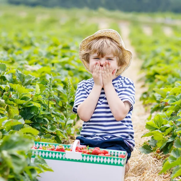 Malý kluk sběru jahod na farmě, venku. — Stock fotografie