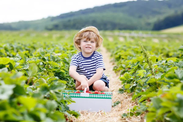 Liten unge pojke plocka jordgubbar på gården, utomhus. — Stockfoto