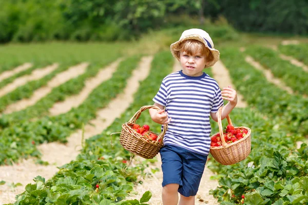 Malý kluk sběru jahod na farmě, venku. — Stock fotografie