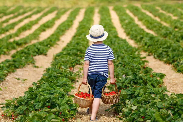 Kleiner Junge pflückt Erdbeeren auf Bauernhof, im Freien. — Stockfoto