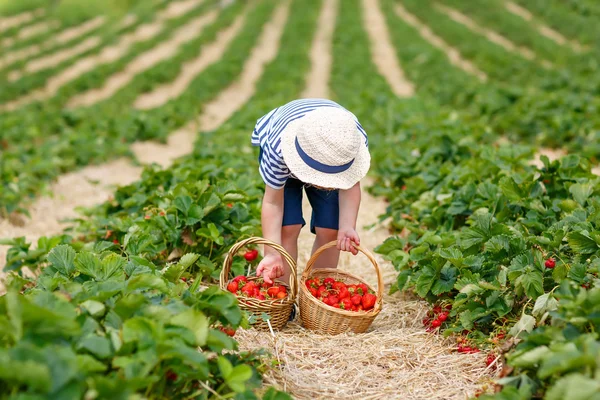 Kleiner Junge pflückt Erdbeeren auf Bauernhof, im Freien. — Stockfoto