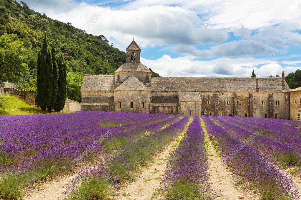 Abbey of Senanque and blooming rows lavender flowers