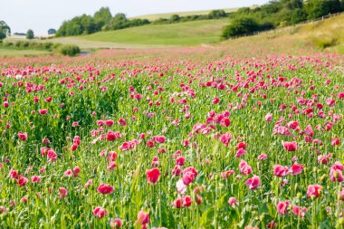 Pembe çiçek açan poppy, çiçek çiçek büyük alan