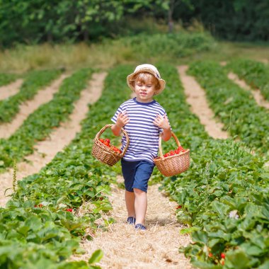 Çiftlikte, açık havada çilek toplama küçük çocuk çocuk.