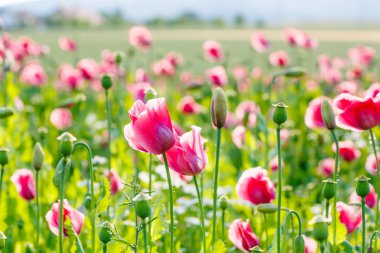Pembe çiçek açan poppy, çiçek çiçek büyük alan