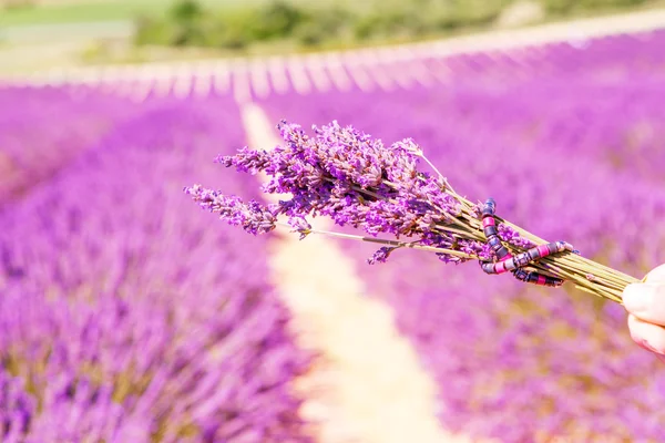 Blossoming lavender fields in Provence, France. — 图库照片