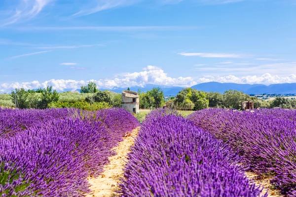 Florecimiento de campos de lavanda en Provenza, Francia . — Foto de Stock