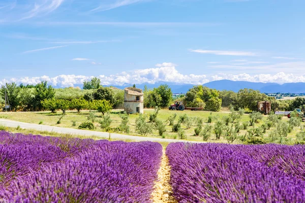 Blossoming lavender fields in Provence, France. — Stok fotoğraf