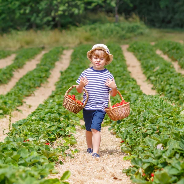 Little kid boy picking strawberries on farm, outdoors. — Stock Photo, Image