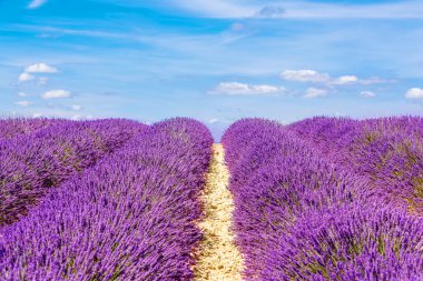 Blossoming lavender fields in Provence, France.