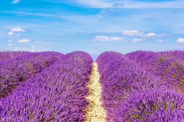 Blossoming lavender fields in Provence, France. — Stok fotoğraf