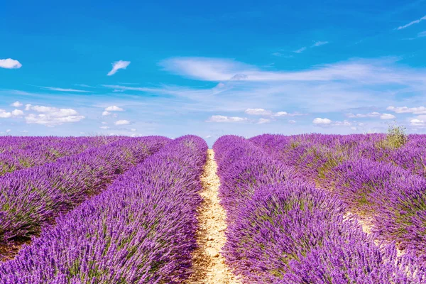 Florecimiento de campos de lavanda en Provenza, Francia . — Foto de Stock