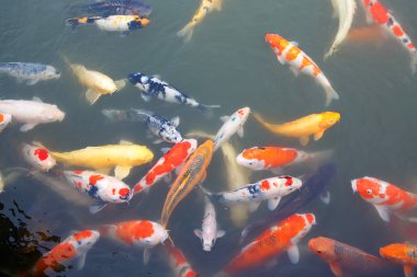 Çok colorufl koi balıkları Japon Bahçe