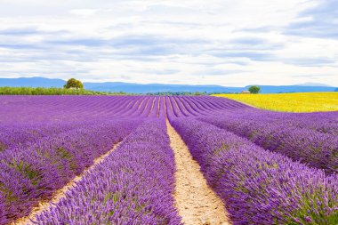 Çiçek açması lavanta ve ayçiçeği alanlarında Provence, Fransa.