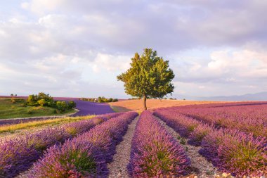 Valensole Provence, Fransa Sunset'teki yakınındaki lavanta alanlar