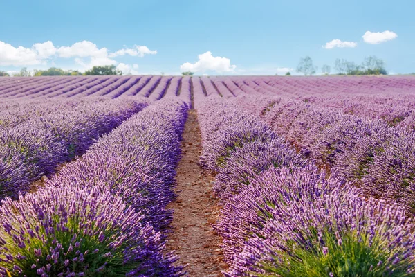 Lavender fields near Valensole in Provence, France on sunset — Stock Photo, Image