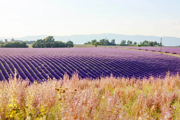 Lavendelfelder in der Nähe von Valensole in der Provence, Frankreich bei Sonnenuntergang — Stockfoto