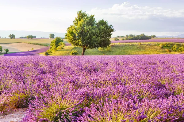 Valensole Provence, Fransa Sunset'teki yakınındaki lavanta alanlar