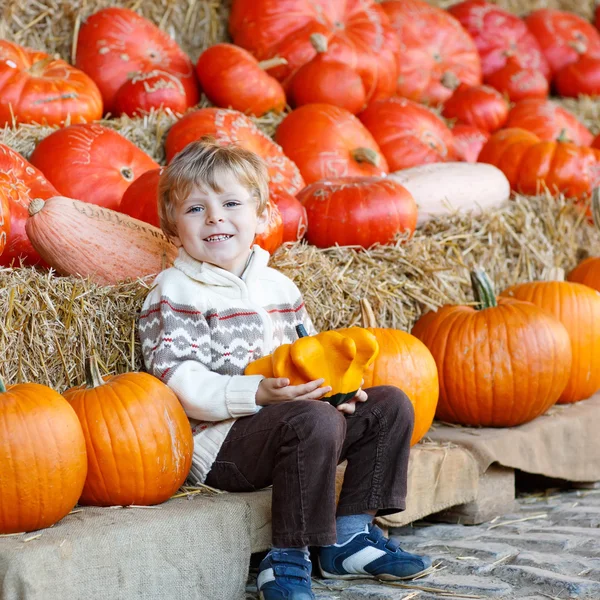 Little kid sitting with lots of pumpkins on patch farm — Stock Photo, Image