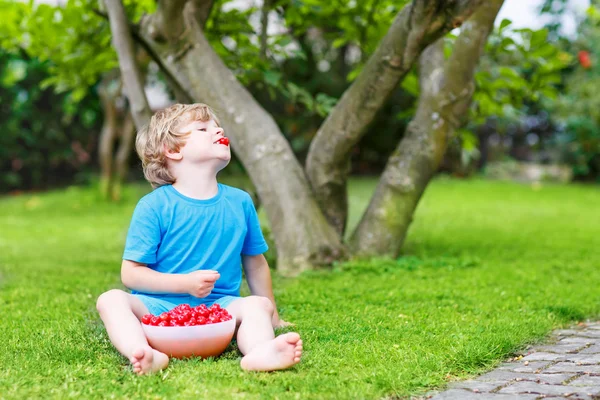 Liten unge pojke plocka körsbär i trädgård, utomhus. — Stockfoto