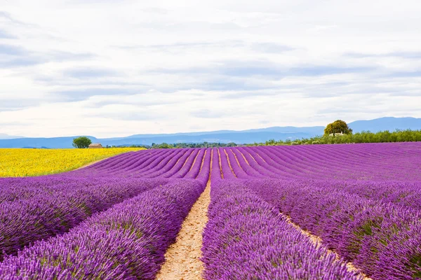 Bloeiende lavendel en zonnebloem velden in Provence, Frankrijk. Rechtenvrije Stockfoto's