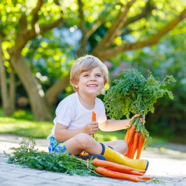 Kid boy of 3 years with carrots in domestic garden clipart