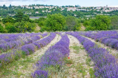 Lavanta alanları yakınında valensole Provence, Fransa.