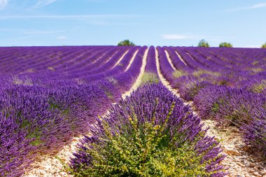 Lavanta alanları Valensole Provence, Fransa yakınındaki çiçek açan.