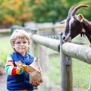 kid boy with glasses feeding goats on an animal farm