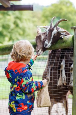 kid boy  feeding goats on an animal farm