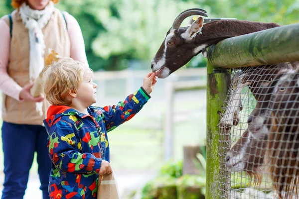 Garoto menino alimentando cabras em uma fazenda de animais — Fotografia de Stock