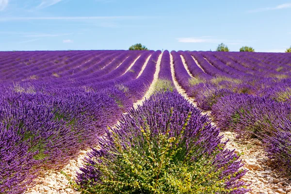 Blooming lavender fields near Valensole in Provence, France. Stock Picture