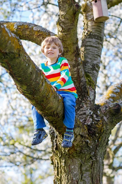 Preschool kid boy enjoying climbing on tree — Stock Photo, Image