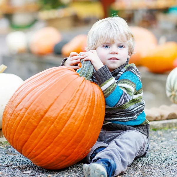 Little kid sitting with lots of pumpkins on patch farm — Stock Photo, Image