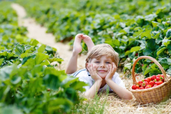 Liten unge pojke plocka jordgubbar på gården, utomhus. — Stockfoto