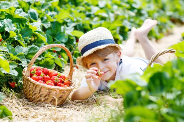 Liten unge pojke plocka jordgubbar på gården, utomhus. — Stockfoto