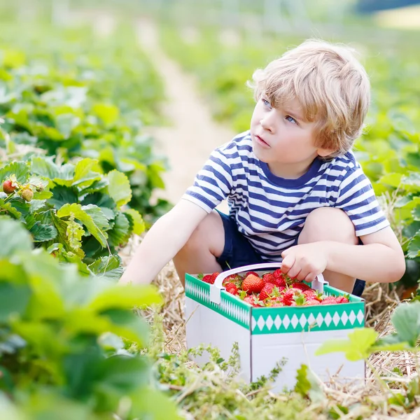 Little kid boy picking strawberries on farm, outdoors. — Stock Photo, Image