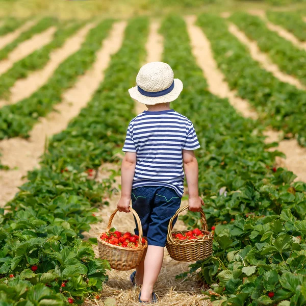 Menino pegando morangos na fazenda, ao ar livre . — Fotografia de Stock