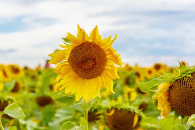 Ayçiçeği alan, provence, Güney Fransa'da.