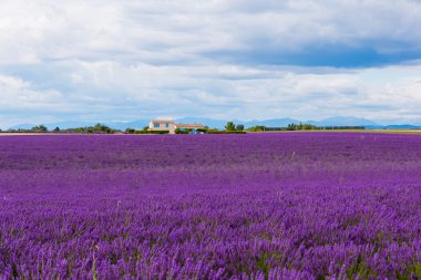 Typical landscape of lavender fields Provence, France