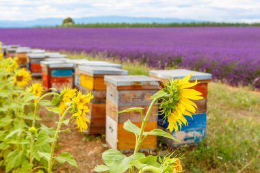 provence yakınındaki valensole, lavanta alanlar üzerinde arı hives.