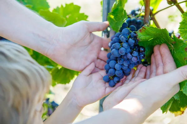 Mãos de criança e adulto com uvas azuis prontas para a colheita — Fotografia de Stock