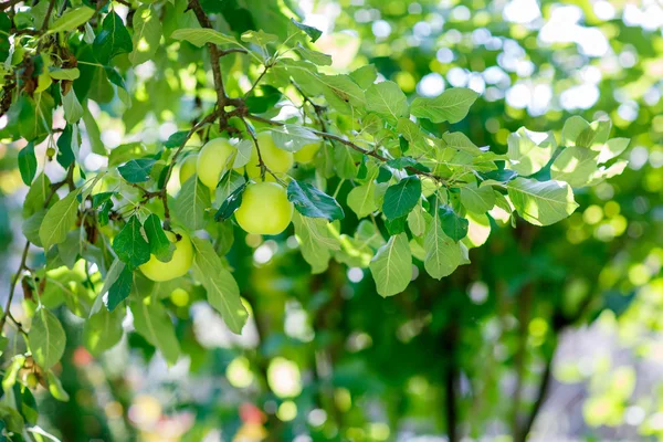 Gröna äpplen på en gren som är redo att skördas utomhus — Stockfoto