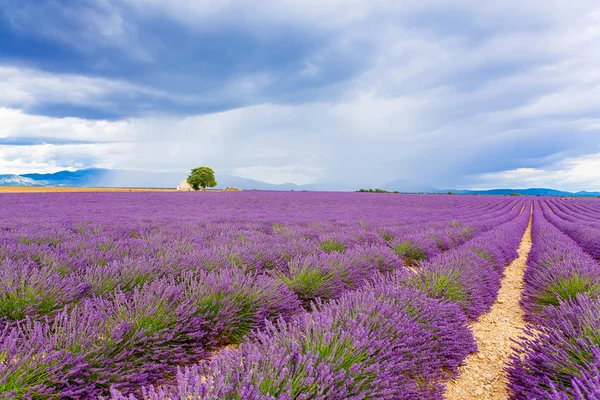 Paisaje típico de los campos de lavanda Provenza, Francia — Foto de Stock