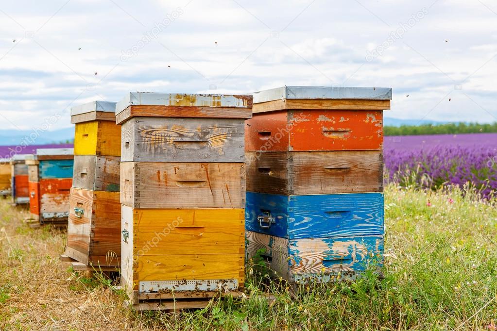 Bee hives on lavender fields, near Valensole, Provence.