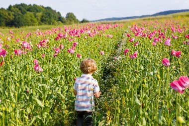 Şirin mutlu küçük sarışın çocuk haşhaş çiçeklenme içinde alan